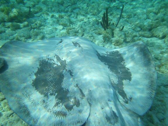 Uma linda arraia manchada nada perto de Tobacco Caye, na grande barreira de corais de Belize